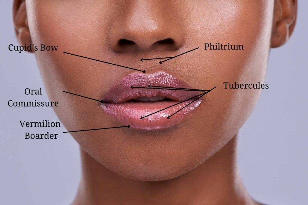 Picture showing anatomy of lips
Lip fillers near me